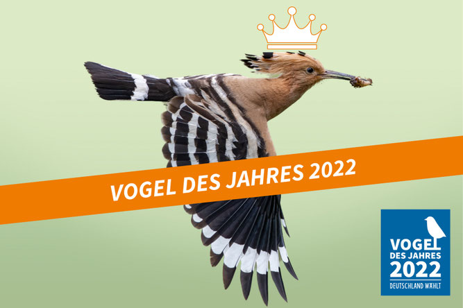 Wiedehopf, Vogel des Jahres 2022, Foto: NABU/CEWE/Jörg Stemmler