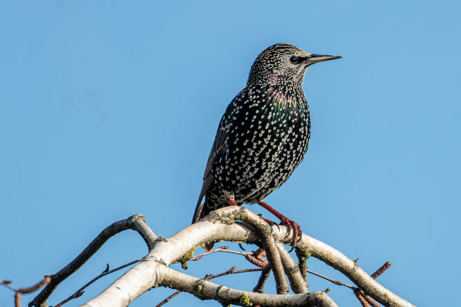 Star Foto: Michael Lamberty