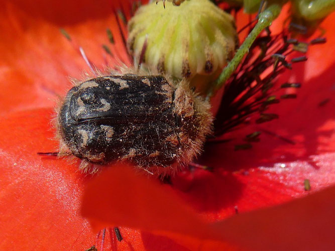 Zottiger Blütenkäfer, Foto: Martina Polensky, NABU Groß-Gerau