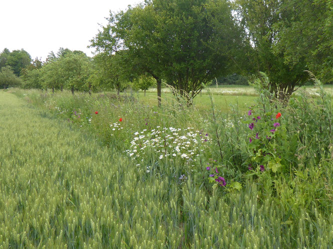 Streuobstwiese mit Blühstreifen, Alter Wasen