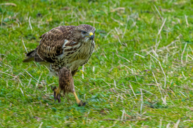 Mäusebussard Foto: Michael Lamberty