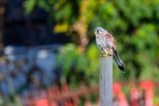 Turmfalke Foto: Michael Lamberty