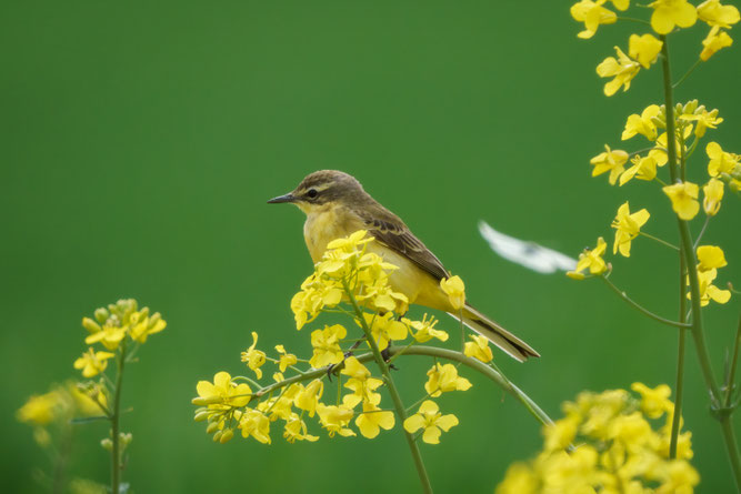 Schafstelze Foto: Olaf Lübke