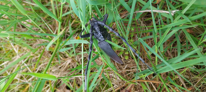 Heldbock Foto: Marlies Klanke