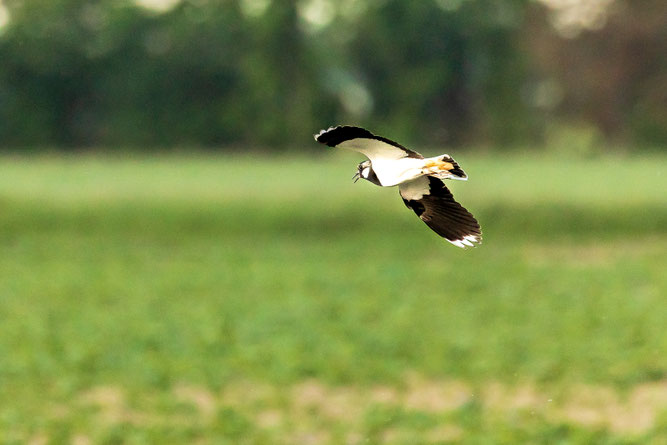 Kiebitz Foto: Michael Lamberty