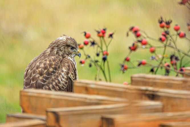 Bussard Foto: Michael Lamberty