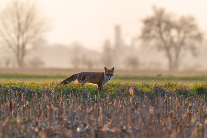 Fuchs Foto: Olaf Lübke