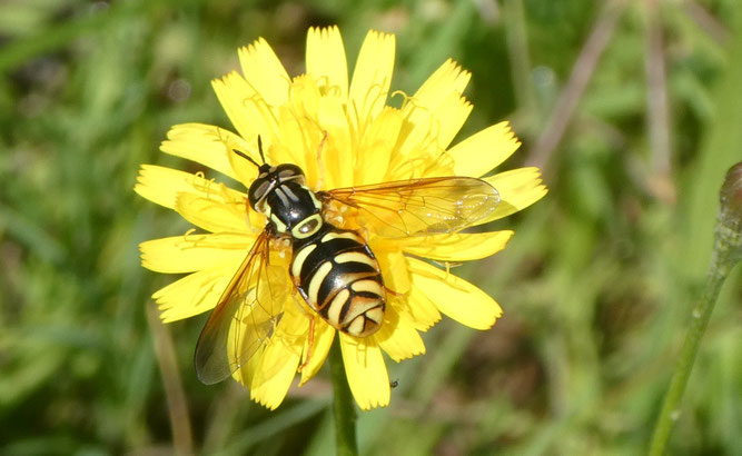 Wespenschwebfliege Gattung Chrysotoxum (Foto: Ebenhöh)
