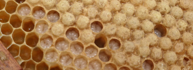 Bienenwabe, Foto: NABU Wiesloch
