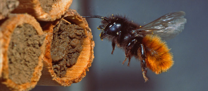 Gehörnte Mauerbiene im Flug (Weibchen), Foto: J. Alberti