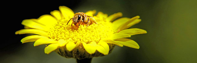Honigbiene, Foto: C.Mather