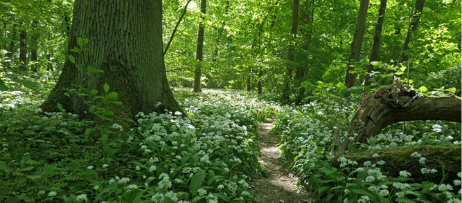 Dammelwald mit Bärlauch, Ende April - Foto: A. Treffer