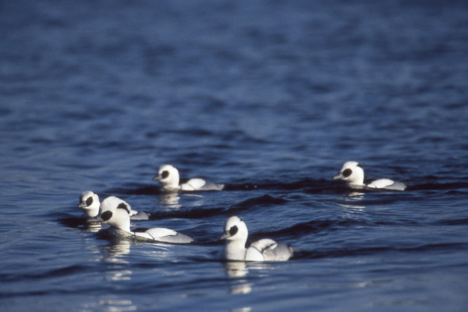 eine Gruppe Zwergsäger auf dem Wasser