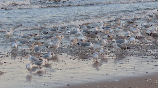 zahlreiche Möwen am Strand auf der Suche nach Muscheln