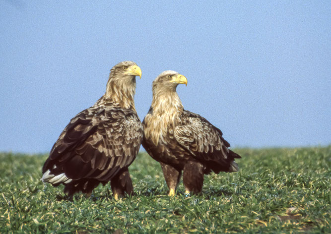 Seeadler / copyright: Wolfgang Nehls