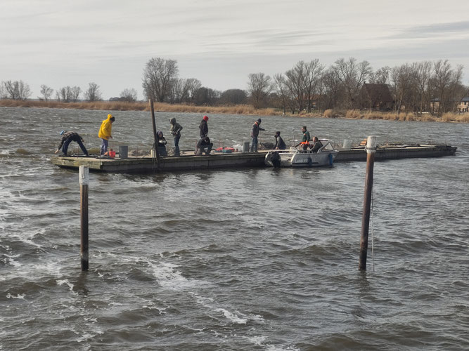 Arbeiten auf dem Ponton / ©Jana Freitag
