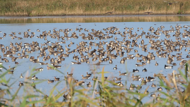 Mittagsrast der Gänse im Polder Anklam, Oktober 2025