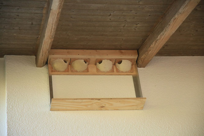 Am 04.03.25 in Ummendorf angebrachte Schwalbennester. 