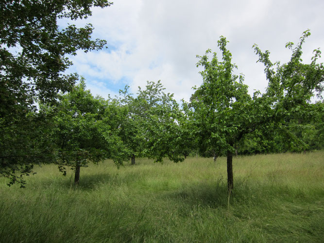 Streuobstwiese