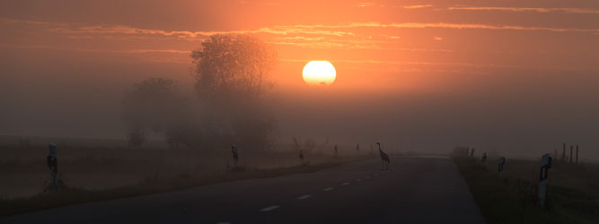 Kranich im Sonnenaufgang, Worpswede  | NABU/ Bernd Zacharias