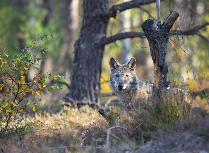 Wolf, NABU: Kathleen Gerber.