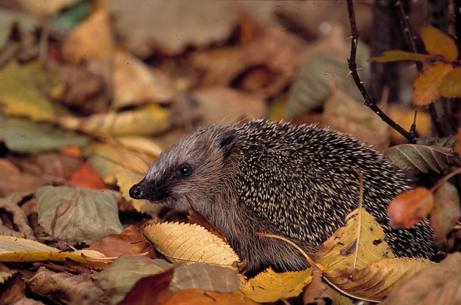 Igel im Laub, Foto: NABU/ Bernd Kunz