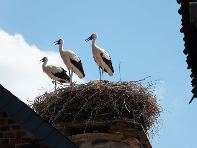Weißstörche in Querenhorst, Foto: Privat/ Reinhard Wagner