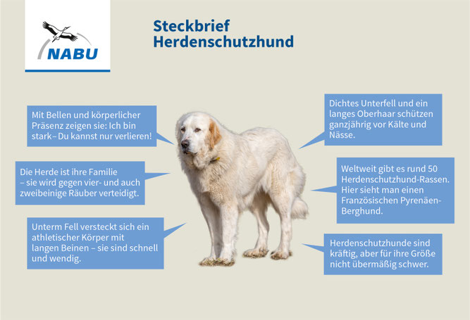 Steckbrief Herdenschutzhund, Bild: NABU