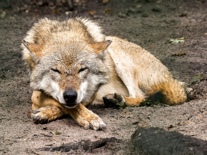 Wolf, Foto: NABU