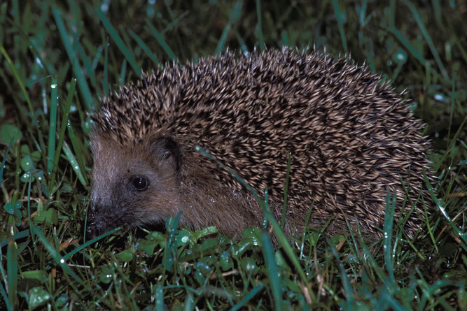 Igel im Gras, Foto: NABU/ Frank Derer