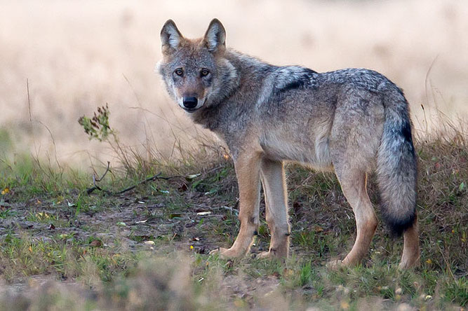 Wolf in Munster, Foto: ©NABU/ Jürgen Borris