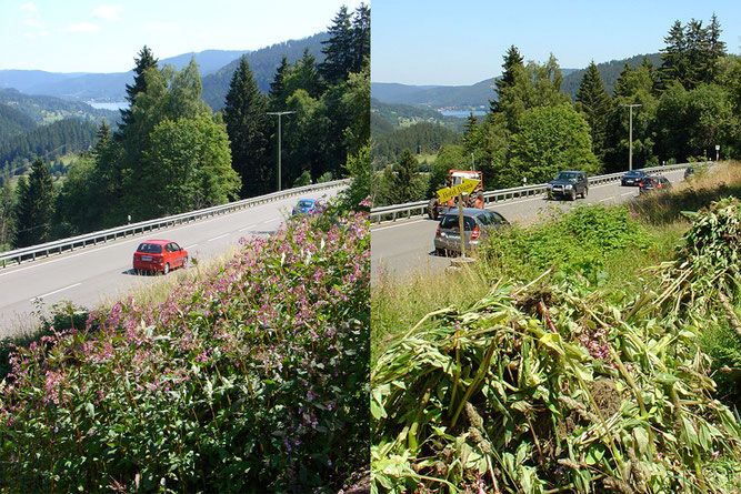 Springkrautentfernung an der B317/Feldbergstraße im Juli 2007 (Titisee im Hintergrund)