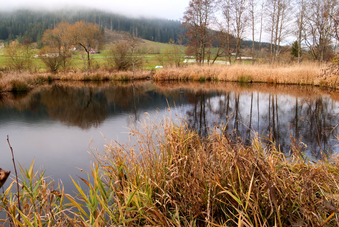 Der Schlangenweiher im Winter