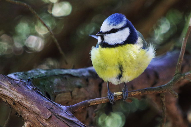 Blaumeise, Foto: NABU Marc Scharping