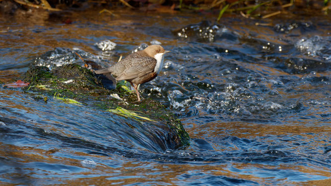 Wasseramsel, Foto: Wofgang Kiesewetter