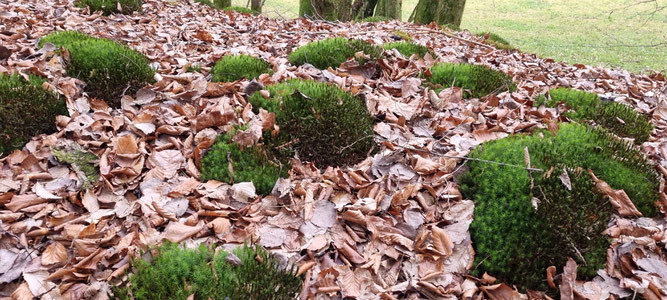 Moose im Wald, Foto: NABU-Steinau
