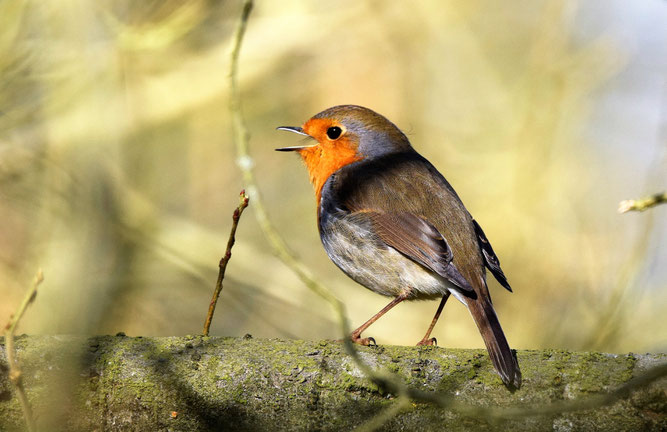 Rotkehlchen, Foto: NABU/CEWE/Reinhard Paulin