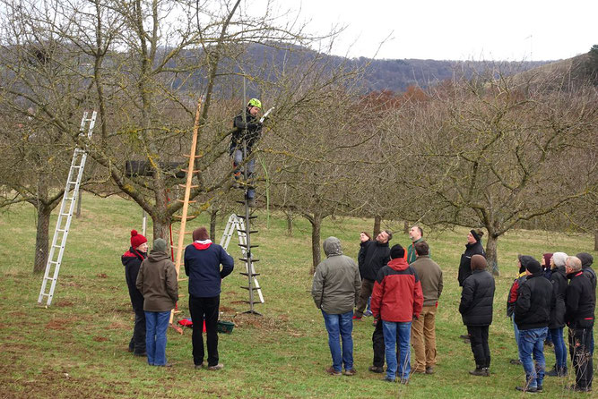Obstbaumpflege in der praktischen Anwendung, Foto: NABU-Steinau
