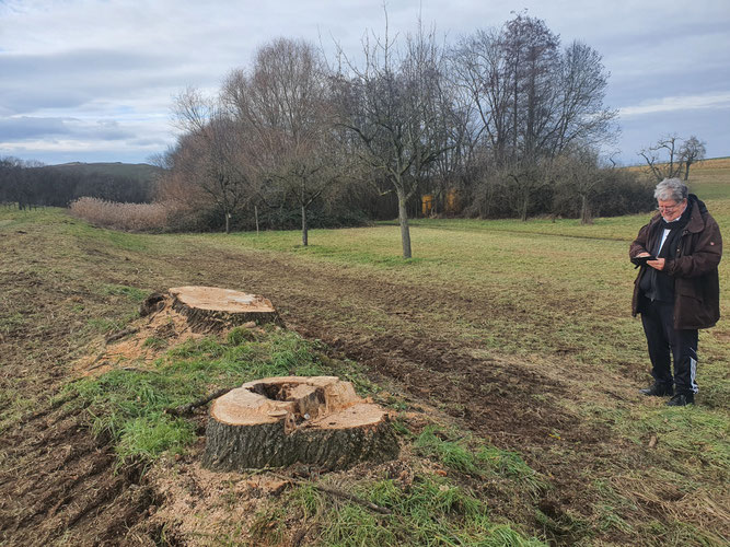 Bild: Vor zwei Wochen entdeckten wir, dass zwei große Bäume im Naturdenkmal „Feuchtgebiet Markt“ gefällt und entwendet waren. Wir haben Anzeige erstattet. Foto: Hildegard Gölzer