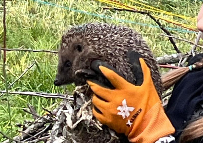 Bild: der Igel wird in die Freiheit entlassen, Schwieberdingen, 9.5.2025, Foto: Iris Pohl-Mattern
