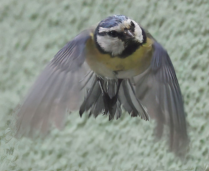Bild: Blaumeise, Schwieberdingen, 4.5.2025, Foto: Thomas Gölzer