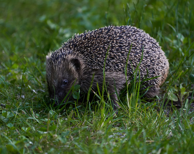 Bild: Igel im Garten, Foto Familie Keller