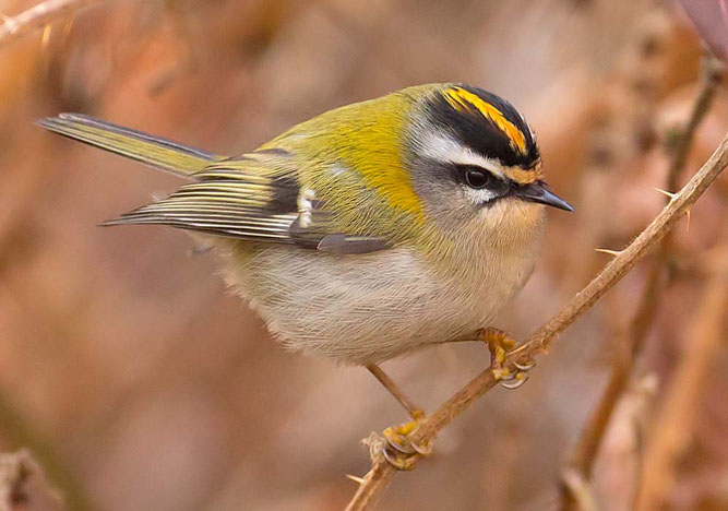 Bild: Sommergoldhähnchen, Hemmingen, Zeilwald; Foto: Thomas Gölzer
