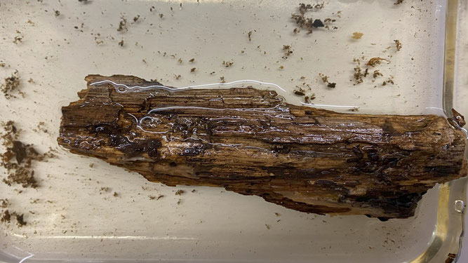 Bild: Schwimmendes Holzstück, Ablösungen und verfärbtes Wasser nach 6 Tagen.