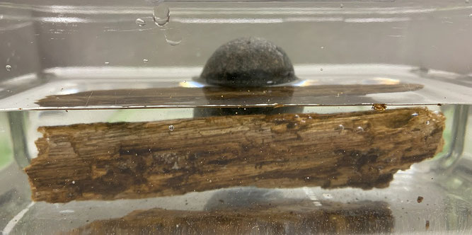 Bild: Durch einen Stein unter Wasser gehaltene Probe (nach Beginn des Versuchs)
