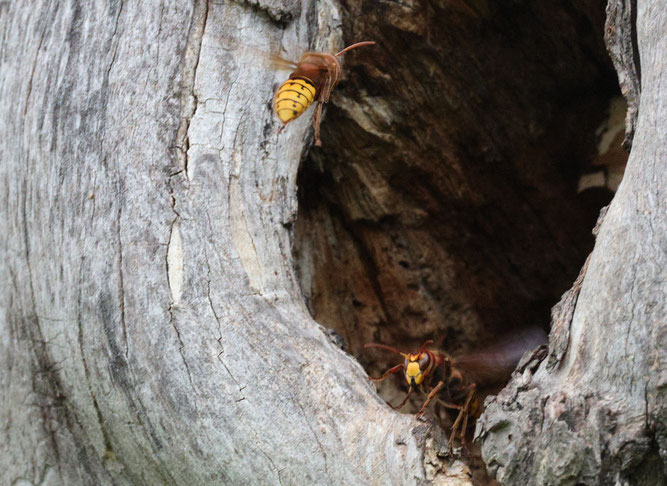 Bild: Vespa crabro, Schwieberdingen. Foto: Thomas Gölzer