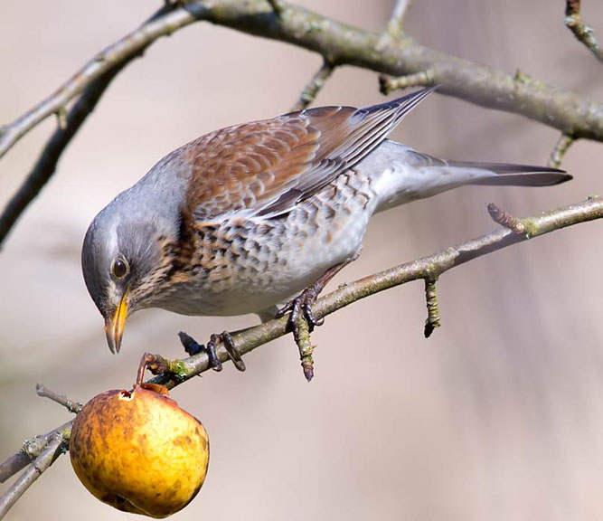 Bild: Wacholderdrossel auf der NABU-Streuobstwiese in Hemmingen; Im Winter bilden sie große Schwärme. Derzeit ist ein Trupp von ca. 200 Wacholderdrosseln in Hemmingen unterwegs bei der Naturkita, Foto: Thomas Gölzer