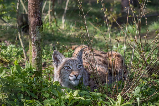 Luchs - Foto: Marc Scharping