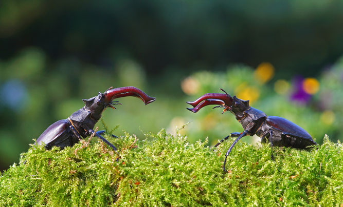 Hirschkäfer - Foto: Lutz Klapp