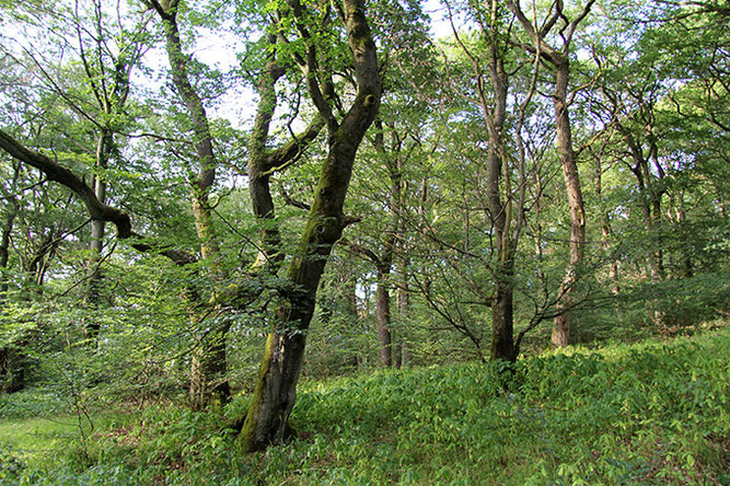 Naturwald im Taunus 
